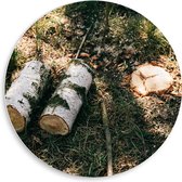 WallClassics - Cercle mural en panneau de mousse PVC - Tronc d'arbre Witte coupé - Photo 50x50 cm sur cercle mural (avec système de suspension)