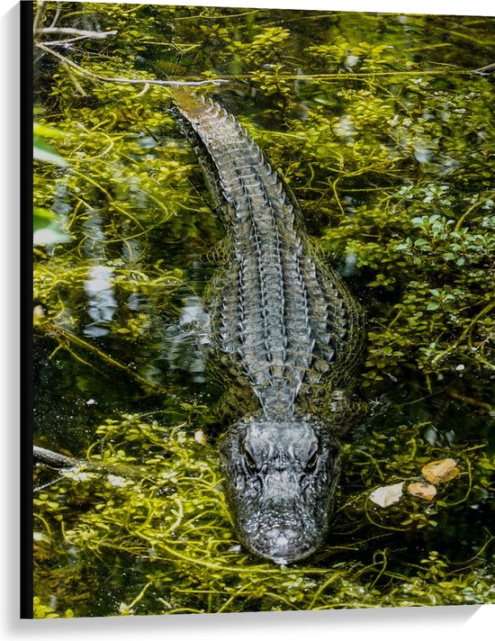 WallClassics - Canvas  - Alligator tussen Moswater - 75x100 cm Foto op Canvas Schilderij (Wanddecoratie op Canvas)