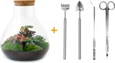 Terrarium - Sam XL Red - ↑ 35 cm - Ecosysteem plant - Kamerplanten - DIY planten terrarium - Mini ecosysteem + Hark + Schep + Pincet + Schaar