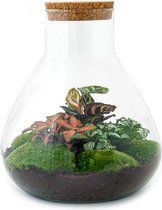 Terrarium - Sam XL Red - ↑ 35 cm - Ecosysteem plant - Kamerplanten - DIY planten terrarium - Mini ecosysteem