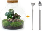 Terrarium - Fat Joe Coffea - ↑ 30 cm - Ecosysteem plant - Kamerplanten - DIY planten terrarium - Mini ecosysteem- Inclusief Hark + Schep