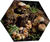 WallClassics - Dibond Hexagon - Bruine Paddenstoelen op een Boomstam - 70x60.9 cm Foto op Hexagon (Met Ophangsysteem)