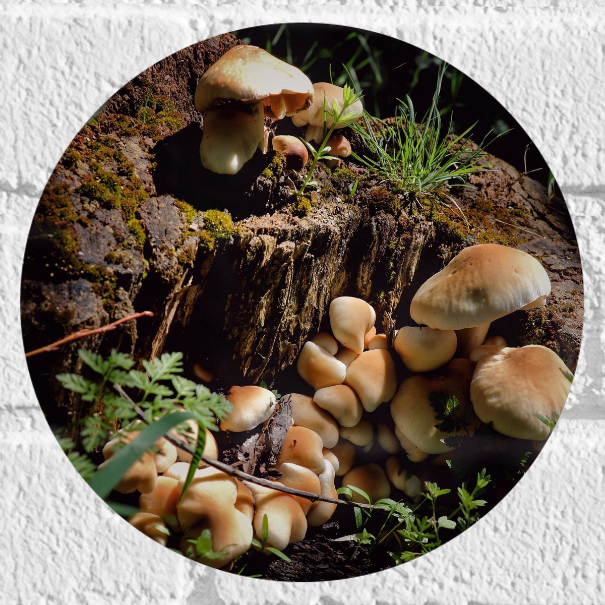 Muursticker Cirkel - Bruine Paddenstoelen op een Boomstam - 20x20 cm Foto op Muursticker