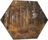 WallClassics - Dibond Hexagon - Bos in de Herfst - 70x60.9 cm Foto op Hexagon (Met Ophangsysteem)