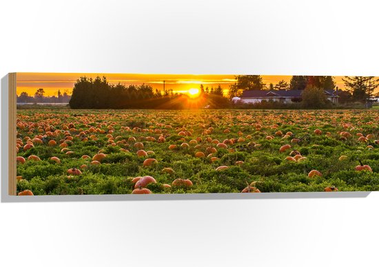 WallClassics - Bois - Soleil couchant au champ de citrouilles - 90x30 cm - 12 mm d'épaisseur - Photo sur bois (avec système de suspension)