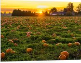 WallClassics - Plaque de Mousse PVC - Soleil Couchant au Champ de Citrouilles - 100x75 cm Photo sur Plaque de Mousse PVC