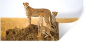 Muurstickers - Sticker Folie - Cheetah - Gras - Natuur - Savanne - 160x80 cm - Plakfolie - Muurstickers Kinderkamer - Zelfklevend Behang - Zelfklevend behangpapier - Stickerfolie