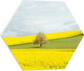 WallClassics - PVC Schuimplaat Hexagon  - Boom bij Geel Bloemenveld - 50x43.5 cm Foto op Hexagon (Met Ophangsysteem)