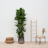 Ficus Lyrata struik XXL - 180cm