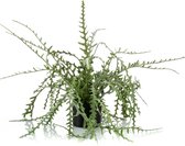 Woonexpress - Kunstplant Epiphyllum Groen - Polyester Groen - 50x0x0cm (hxbxd)
