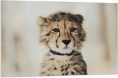 WallClassics - Drapeau - Bébé Chasse Léopard - 105x70 cm Photo sur Drapeau Polyester