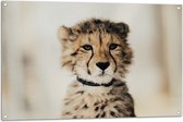 WallClassics - Tuinposter – Baby Jacht Luipaard - 105x70 cm Foto op Tuinposter  (wanddecoratie voor buiten en binnen)