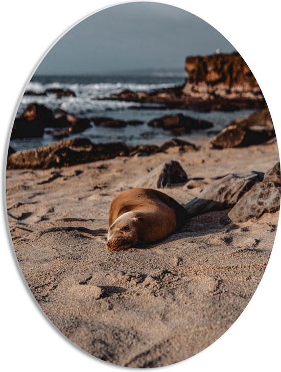 WallClassics - PVC Schuimplaat Ovaal - Liggende Zeehond op het Strand - 42x56 cm Foto op Ovaal  (Met Ophangsysteem)