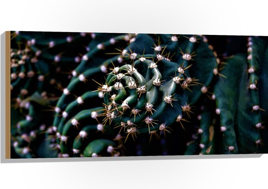 WallClassics - Hout - Prikkels van Cactus - 100x50 cm - 12 mm dik - Foto op Hout (Met Ophangsysteem)