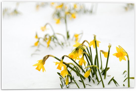 WallClassics - PVC Schuimplaat- Gele Narcissen Bloemetjes in de Sneeuw - 60x40 cm Foto op PVC Schuimplaat