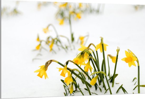 WallClassics - Dibond - Gele Narcissen Bloemetjes in de Sneeuw - 150x100 cm Foto op Aluminium (Wanddecoratie van metaal)