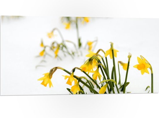 WallClassics - PVC Schuimplaat- Gele Narcissen Bloemetjes in de Sneeuw - 100x50 cm Foto op PVC Schuimplaat