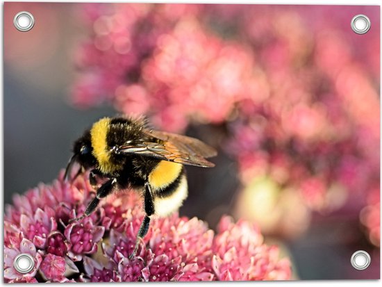 WallClassics - Poster de Jardin - Pollinisation de Bloem Rose par Abeille - 40x30 cm Photo sur Poster de Jardin (décoration murale pour extérieur et intérieur)
