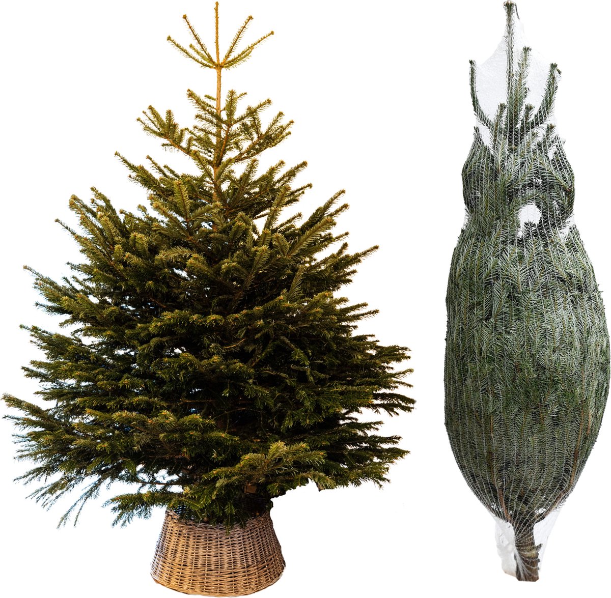 Nordmann kerstboom 250 tot 300 cm Echte kerstboom Akwaliteit