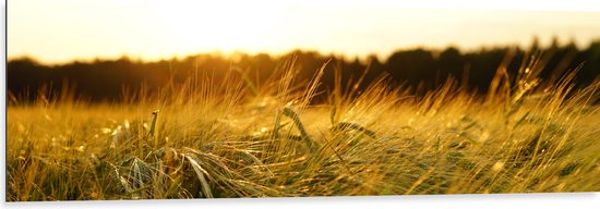 WallClassics - Dibond - Sprinkhaan in het Gras - 150x50 cm Foto op Aluminium (Met Ophangsysteem)