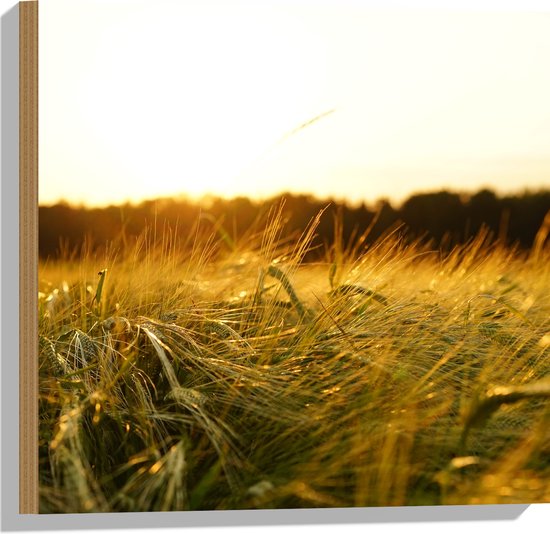 WallClassics - Hout - Sprinkhaan in het Gras - 50x50 cm - 12 mm dik - Foto op Hout (Met Ophangsysteem)