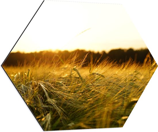 WallClassics - Dibond Hexagon - Sprinkhaan in het Gras - 70x60.9 cm Foto op Hexagon (Met Ophangsysteem)