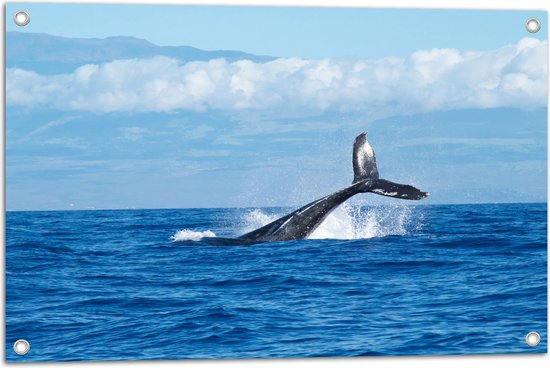 WallClassics - Tuinposter – Walvis Staart boven het Zee Oppervlak - 75x50 cm Foto op Tuinposter  (wanddecoratie voor buiten en binnen)