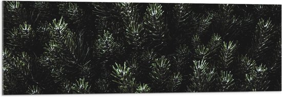 WallClassics - Acrylglas - Naalden van een Denneboom - 120x40 cm Foto op Acrylglas (Wanddecoratie op Acrylaat)