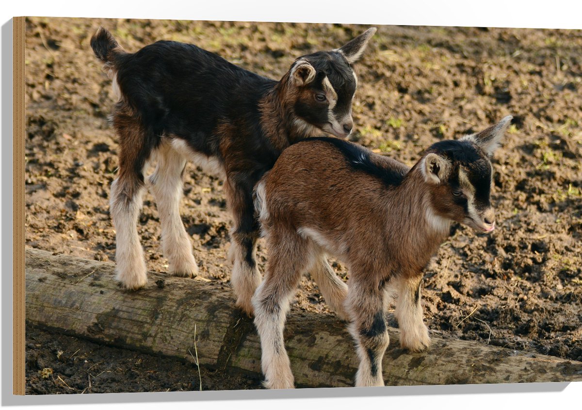 Hout - Twee Baby Geitjes op een Boomstam - 90x60 cm - 12 mm dik - Foto op Hout (Met Ophangsysteem)