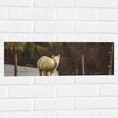 WallClassics - Muursticker - Alpaca in de Wei - 60x20 cm Foto op Muursticker