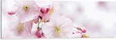WallClassics - Dibond - Roze Cherry Bloemen - 120x40 cm Foto op Aluminium (Met Ophangsysteem)