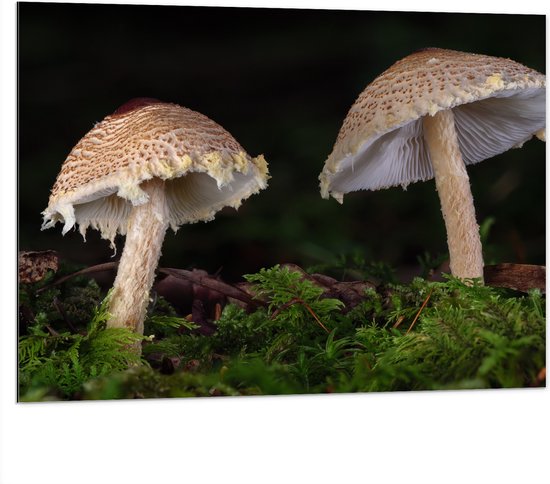 WallClassics - Dibond - Twee Paddestoelen in het Bos - 100x75 cm Foto op Aluminium (Wanddecoratie van metaal)