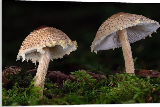 WallClassics - PVC Schuimplaat- Twee Paddestoelen in het Bos - 90x60 cm Foto op PVC Schuimplaat