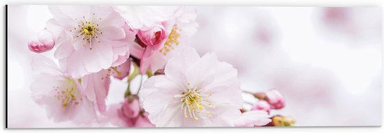 WallClassics - Dibond - Roze Cherry Bloemen - 60x20 cm Foto op Aluminium (Met Ophangsysteem)
