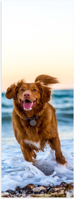 WallClassics - Poster Glanzend – Vrolijke Hond op het Strand - 50x150 cm Foto op Posterpapier met Glanzende Afwerking