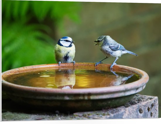 WallClassics - PVC Schuimplaat - Vogeltjes Fluitend bij een Drinkbak - 80x60 cm Foto op PVC Schuimplaat (Met Ophangsysteem)