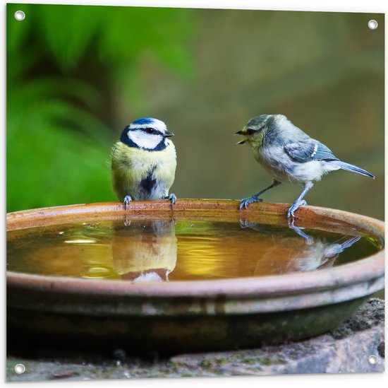 WallClassics - Poster de jardin - Oiseaux sifflant dans un abreuvoir - 80 x 80 cm Photo sur poster de jardin (décoration murale pour l'extérieur et l'intérieur)