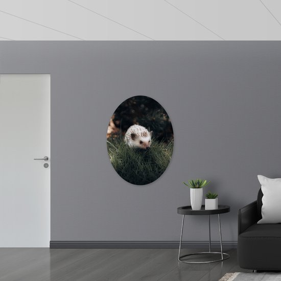 WallClassics - Dibond Ovaal - Witte Egel in het Gras - 81x108 cm Foto op Ovaal (Met Ophangsysteem)