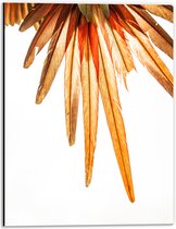WallClassics - Dibond - Oranje Veren van Vogel - 30x40 cm Foto op Aluminium (Wanddecoratie van metaal)