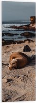 WallClassics - Acrylglas - Liggende Zeehond op het Strand - 40x120 cm Foto op Acrylglas (Wanddecoratie op Acrylaat)