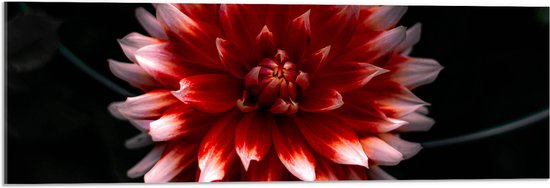 WallClassics - Acrylglas - Roze met Rode Bloem - 90x30 cm Foto op Acrylglas (Met Ophangsysteem)