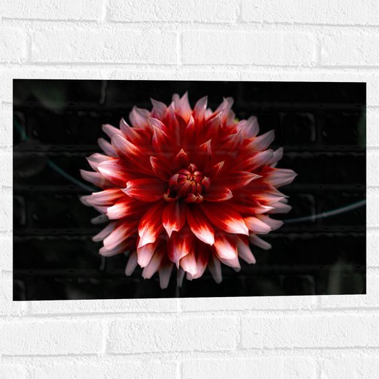 WallClassics - Muursticker - Roze met Rode Bloem - 60x40 cm Foto op Muursticker