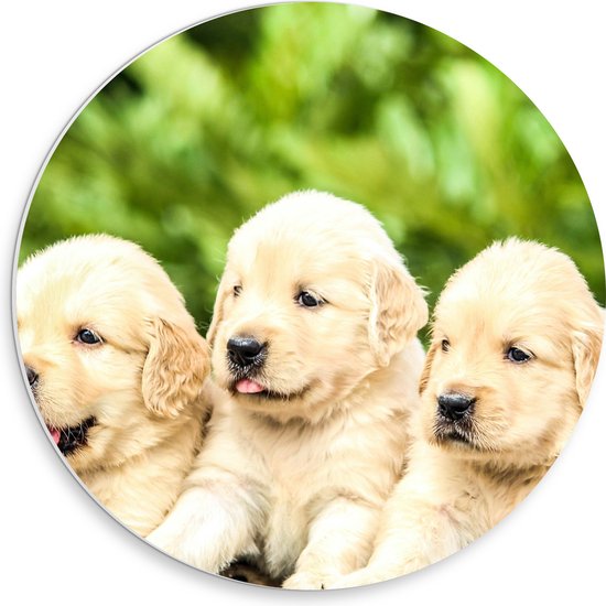 WallClassics - PVC Schuimplaat Muurcirkel - Vijf Puppies op een Rij - 30x30 cm Foto op Muurcirkel (met ophangsysteem)