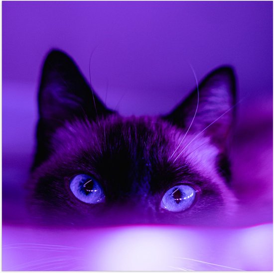 WallClassics - Poster Glanzend – Zwarte Kat in het Paarse Licht - 50x50 cm Foto op Posterpapier met Glanzende Afwerking