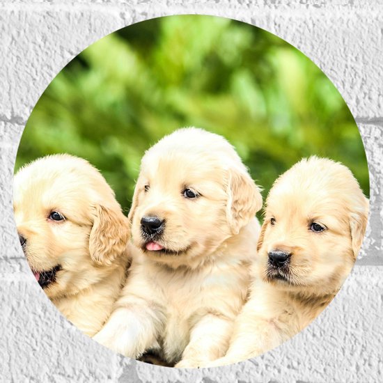 WallClassics - Muursticker Cirkel - Vijf Puppies op een Rij - 20x20 cm Foto op Muursticker