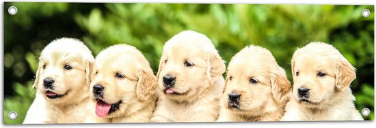 WallClassics - Tuinposter – Vijf Puppies op een Rij - 90x30 cm Foto op Tuinposter  (wanddecoratie voor buiten en binnen)