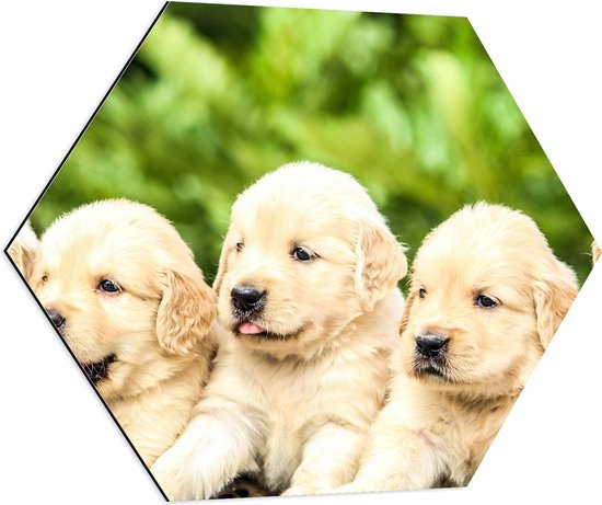 WallClassics - Dibond Hexagon - Vijf Puppies op een Rij - 70x60.9 cm Foto op Hexagon (Met Ophangsysteem)