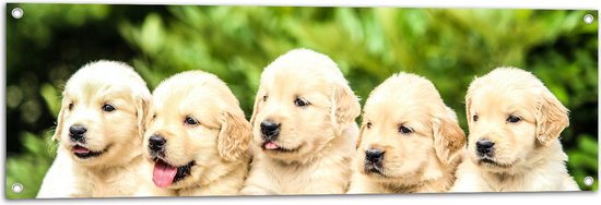 WallClassics - Tuinposter – Vijf Puppies op een Rij - 120x40 cm Foto op Tuinposter  (wanddecoratie voor buiten en binnen)