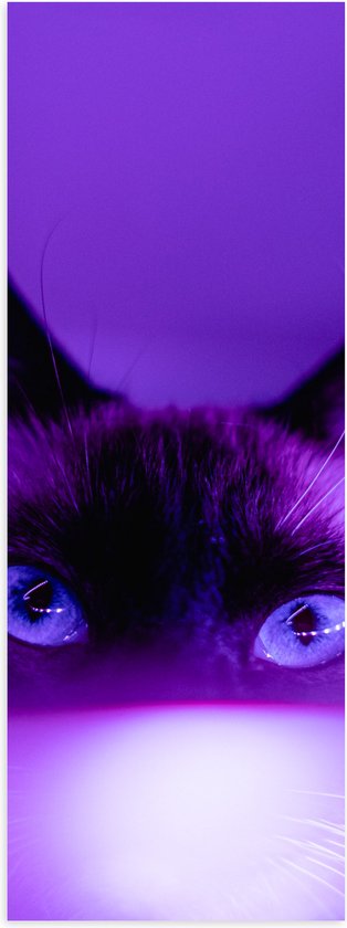 WallClassics - Poster Glanzend – Zwarte Kat in het Paarse Licht - 20x60 cm Foto op Posterpapier met Glanzende Afwerking