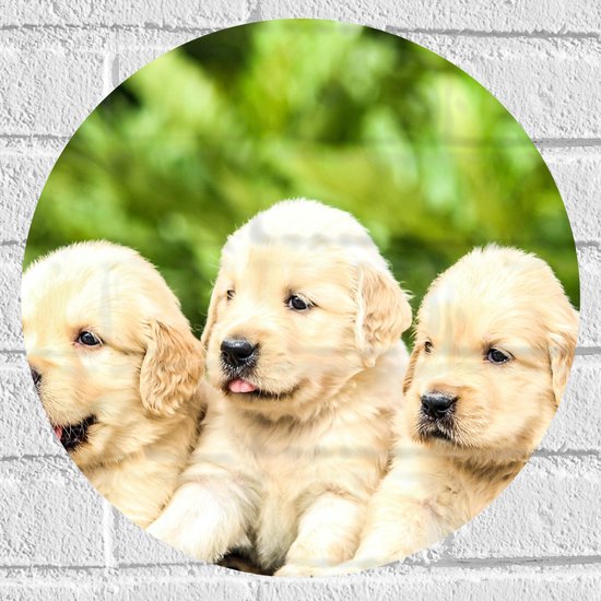 WallClassics - Muursticker Cirkel - Vijf Puppies op een Rij - 40x40 cm Foto op Muursticker